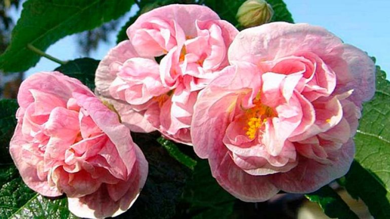 Абутилон Marmoratum