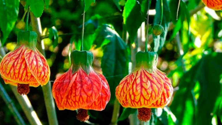 Абутилон пятнистый (Abutilon pictum)