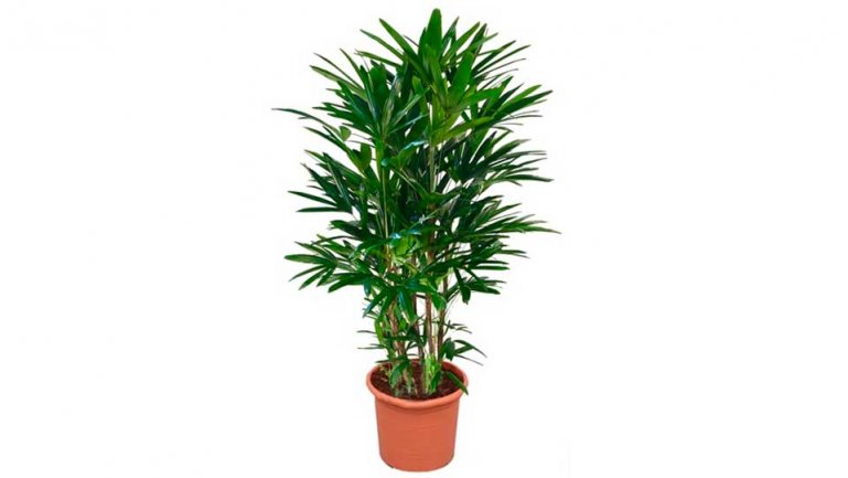 Рапис (Rhapis)