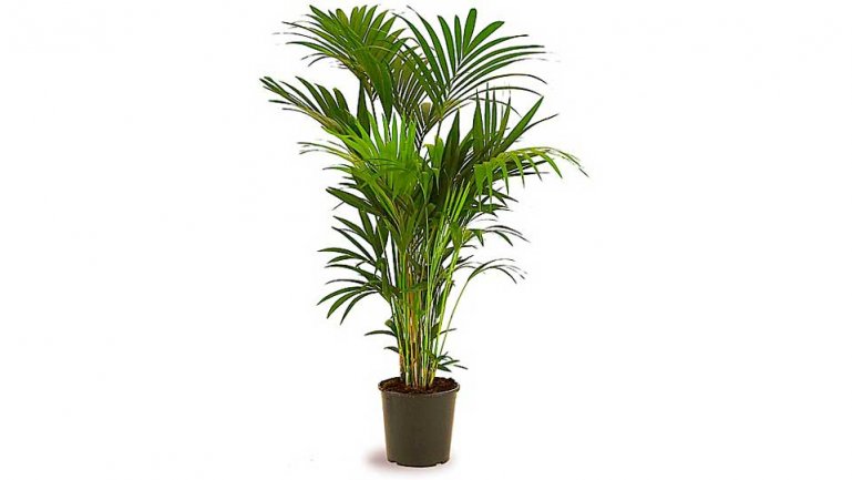 Ховея (Howea)
