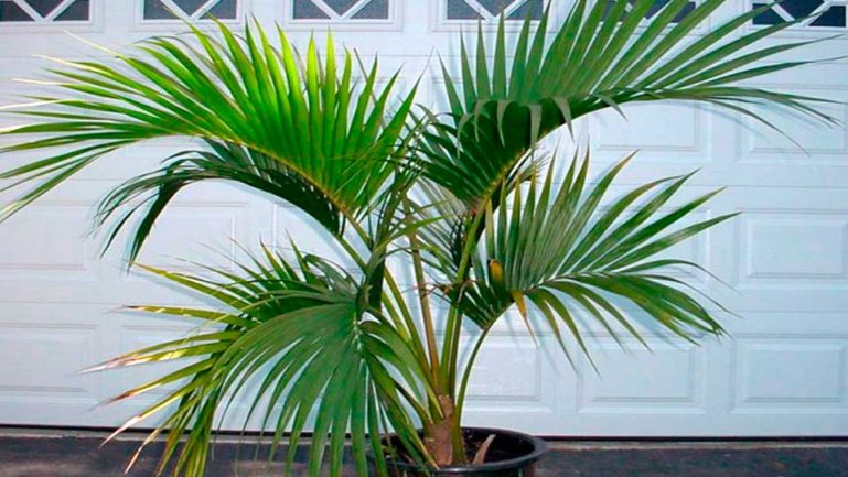 Ховея Бельмора (Howea belmoreana)
