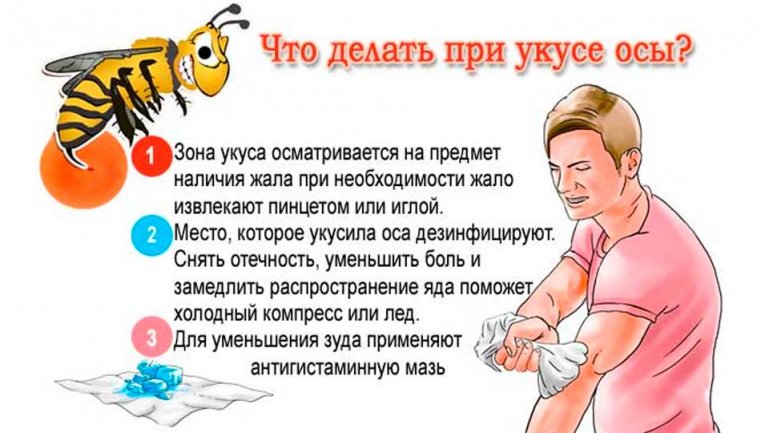 Как оказать помощь человеку, которого укусила оса или пчела?